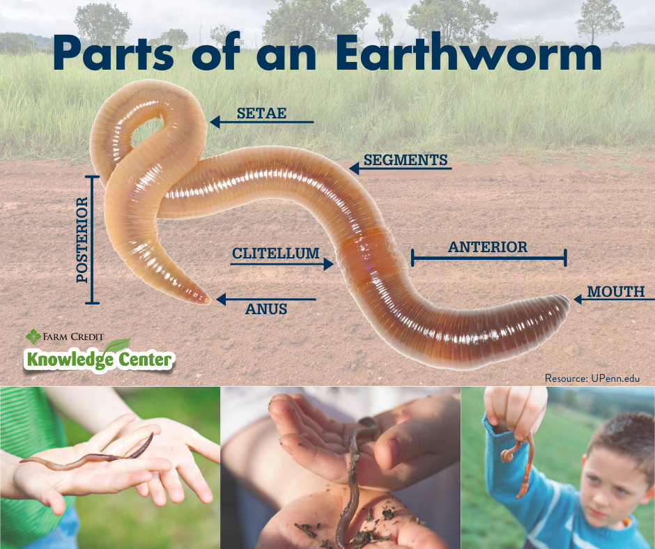parts-of-an-earthworm-facts-infographic-earthworms-my-xxx-hot-girl